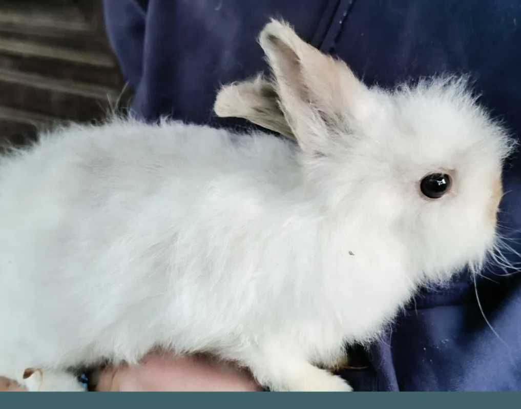 Miniatury królików angor i karzełek Teddy