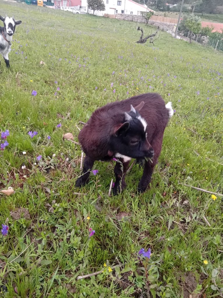 Cabras ana macho