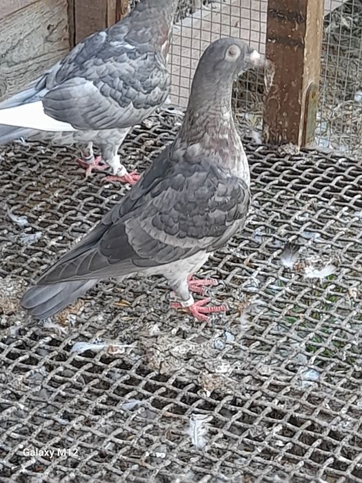 Gołębie pocztowe rubella