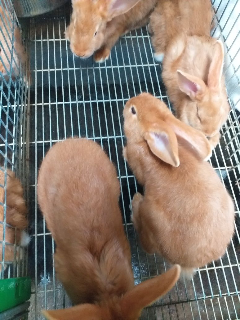Coelhos Leonardo de Borgonha