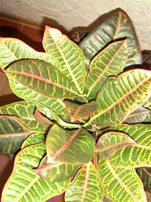 Кротон защитная положительная энергетика для семьи дома