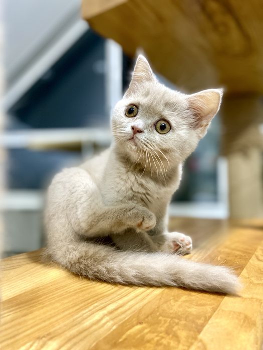 Котята в окрасе фавн и голубой