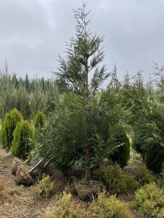 Tuja Thuja Szmaragd Brabant
