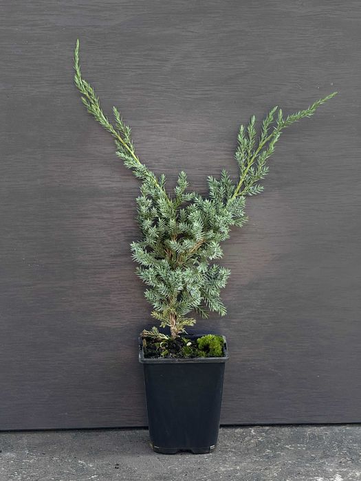 Ялівець лускатий Blue Carpet Блю Карпет контейнер С1  1 л