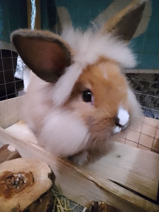 Декоративний кролик