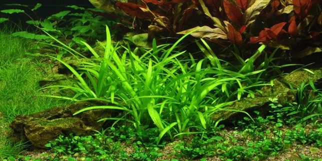 Sagittaria Subulata rośliny akwariowe roślina dywanowa do akwarium