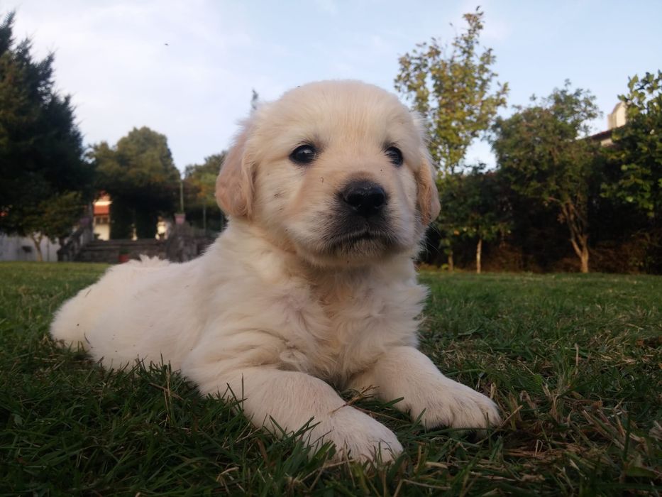 Golden Retriever bebés