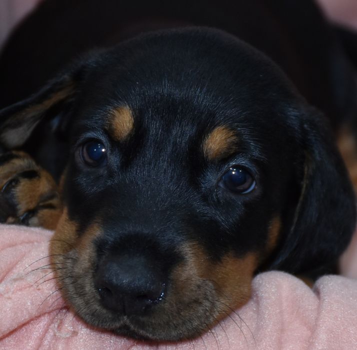 Dobermann bebé lindíssimo
