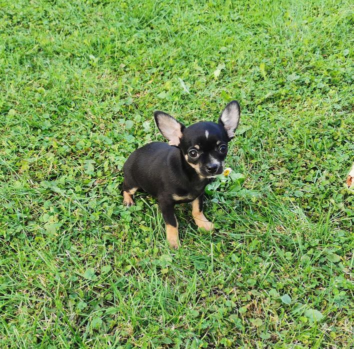 Cudowna sunia rasy  CHIHUAHUA !