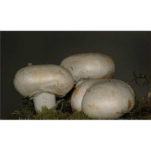 мицелий 100 грамм Шампиньон садовый