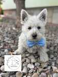 Colin Odbiór pieska Wyprawka West Highland White Terrier