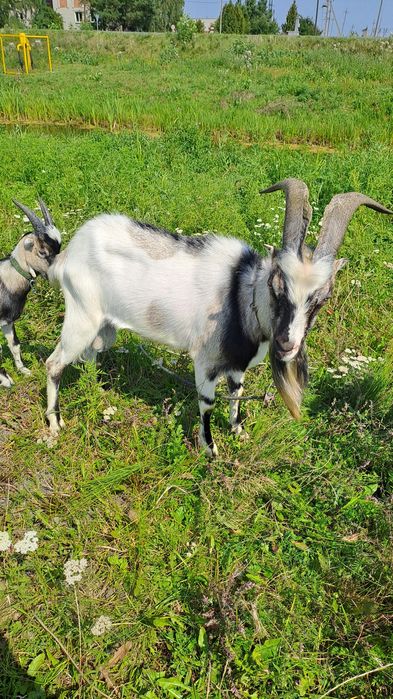 Козлик для в'язки 50/50 ламанчі