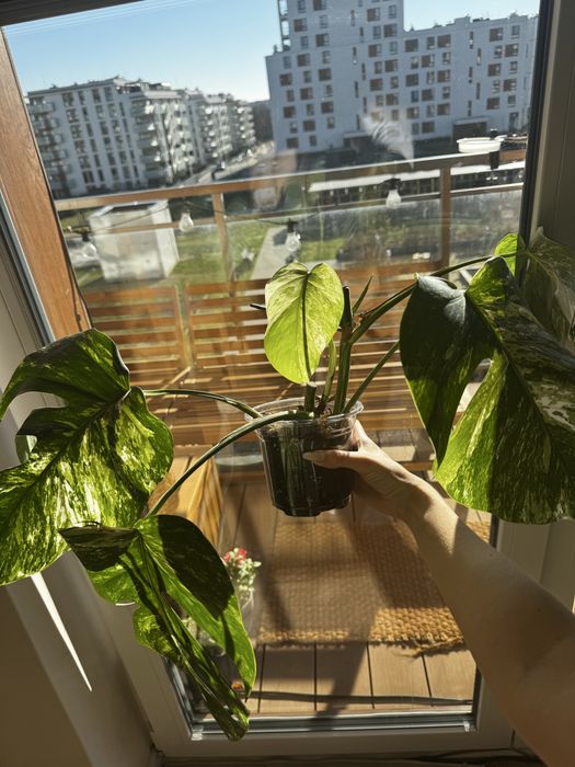 Monstera deliciosa variegata