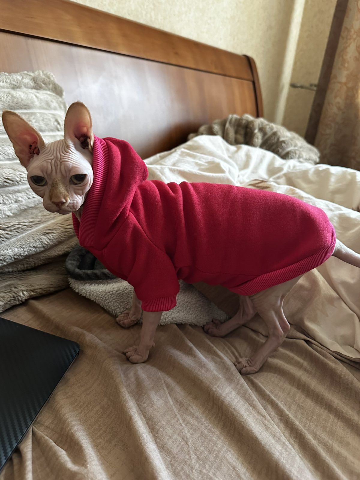 Худи для животных собак котят щенят и  сфинкса