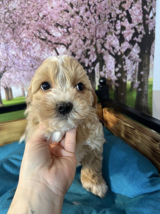 Maltipoo piesek f1