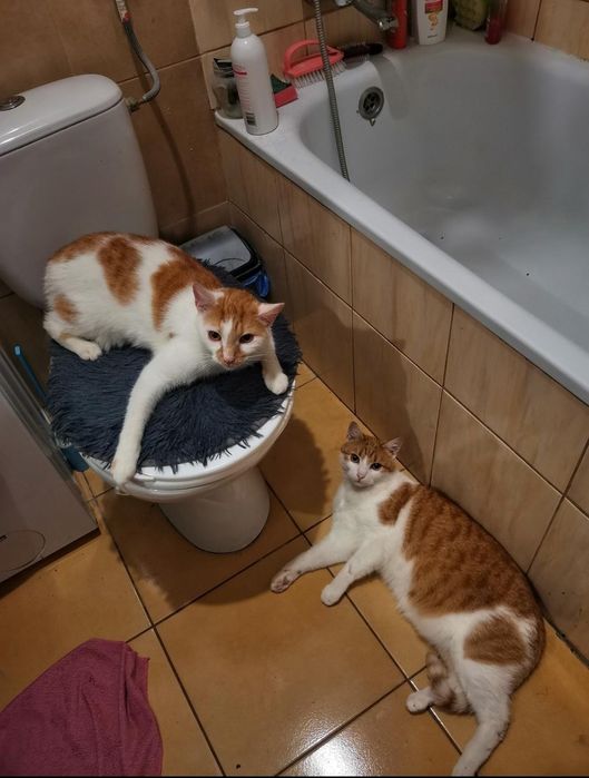 pilnie oddam w dobre ręce dwa kocurki