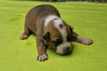 AMERICAN STAFFORDSHIRE TERRIER Canil Of Greatwarriors
