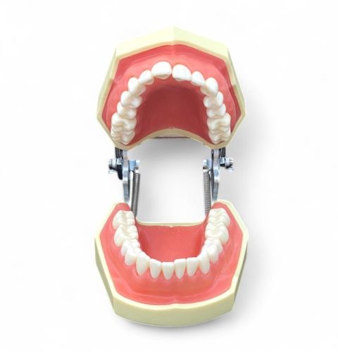 Стоматологічна модель щелепи. Посібник для школярів, студентів