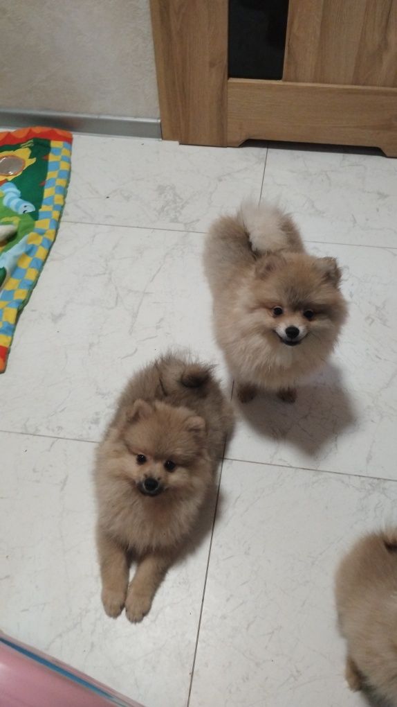 Szpic miniaturowy piesek pomeranian boo