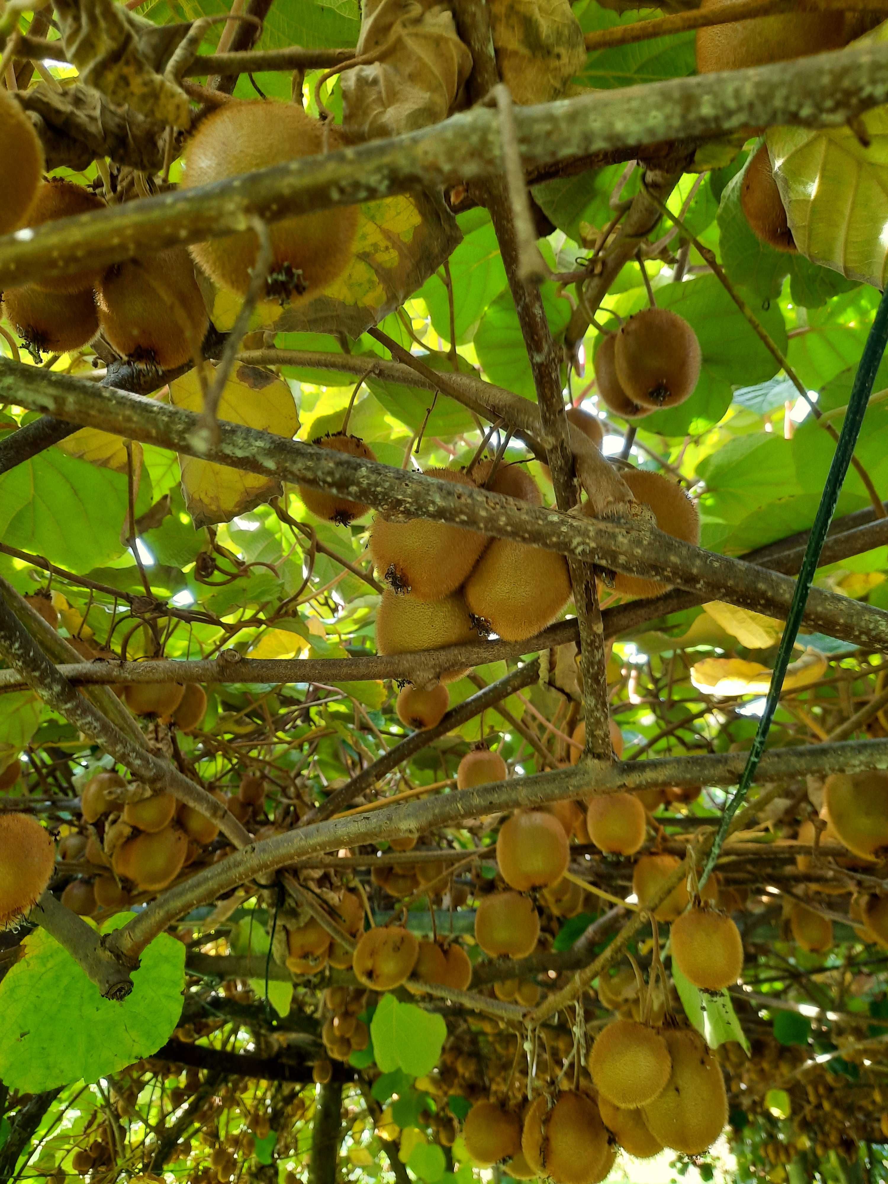 Kiwis biológicos