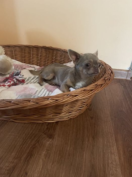 Chihuahua liliowy reproduktor