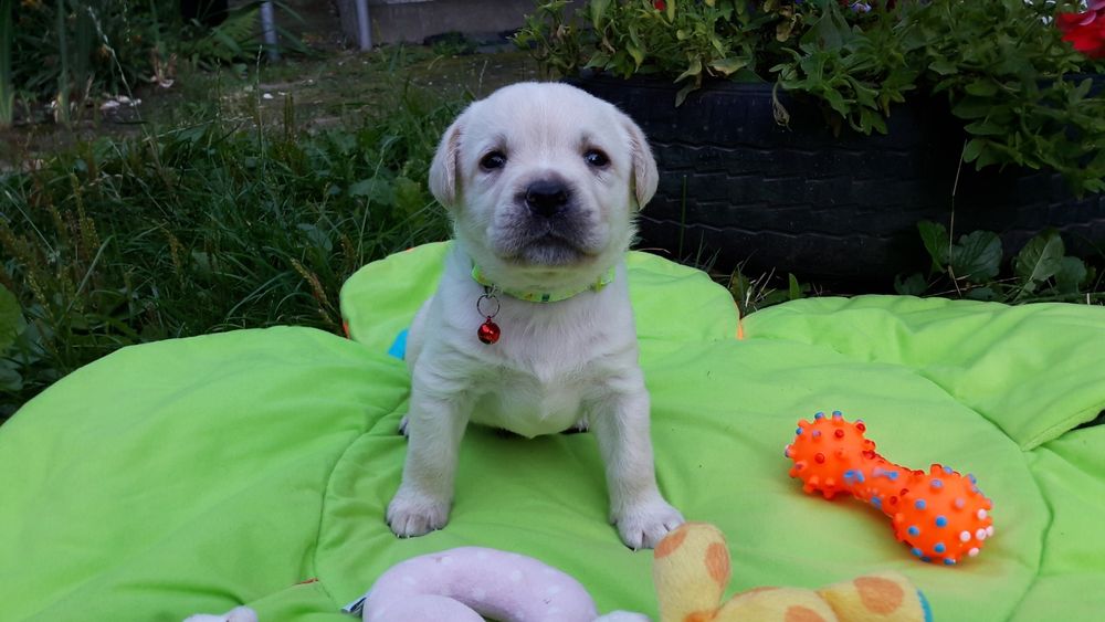 Неповторнi цуценята лабрадора