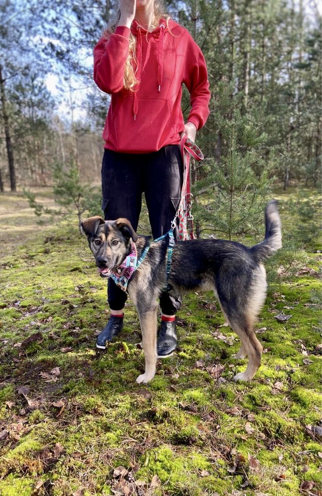 Holly - 10 miesięczna sunia marnuje się w schronisku