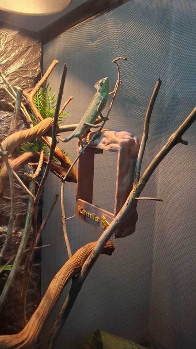 Karmnik magnetyczny do terrarium, karmnik dla gadów, agama, kameleon