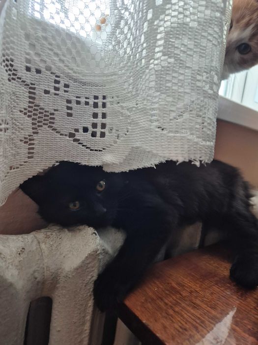 Віддам трьох кошенят