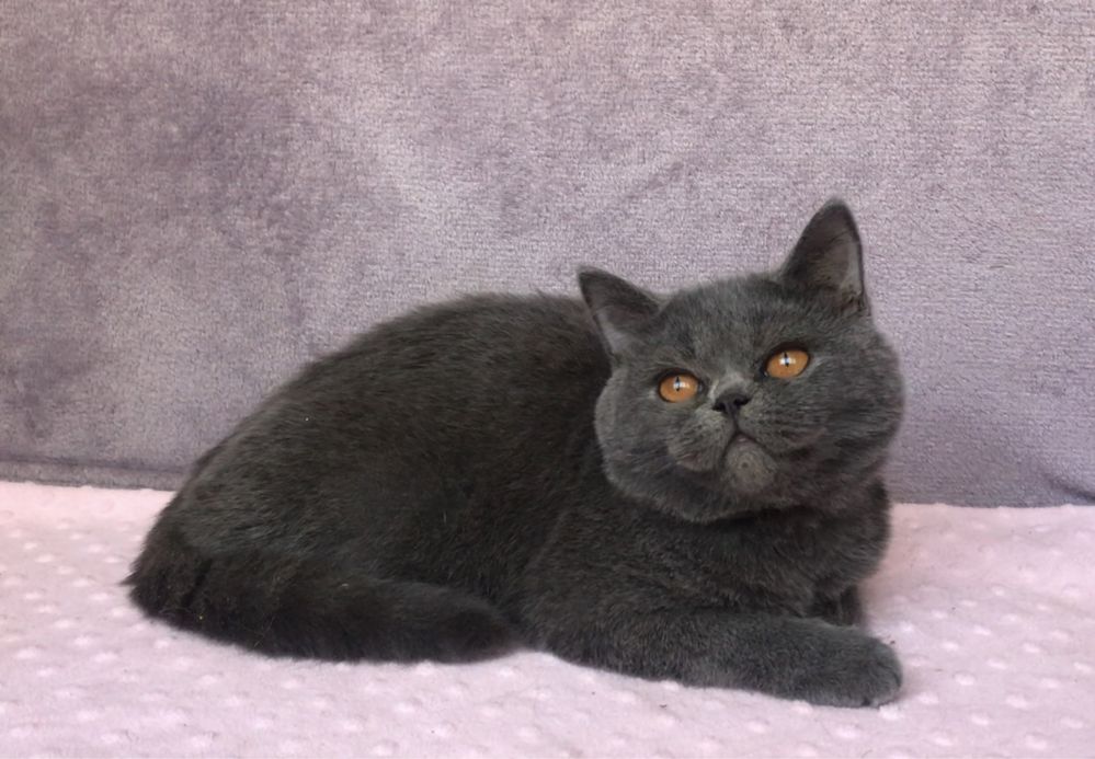 Котик британский.