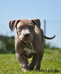 American Bully XL Okazja! Kolejne pokolenie po Grand Championach!