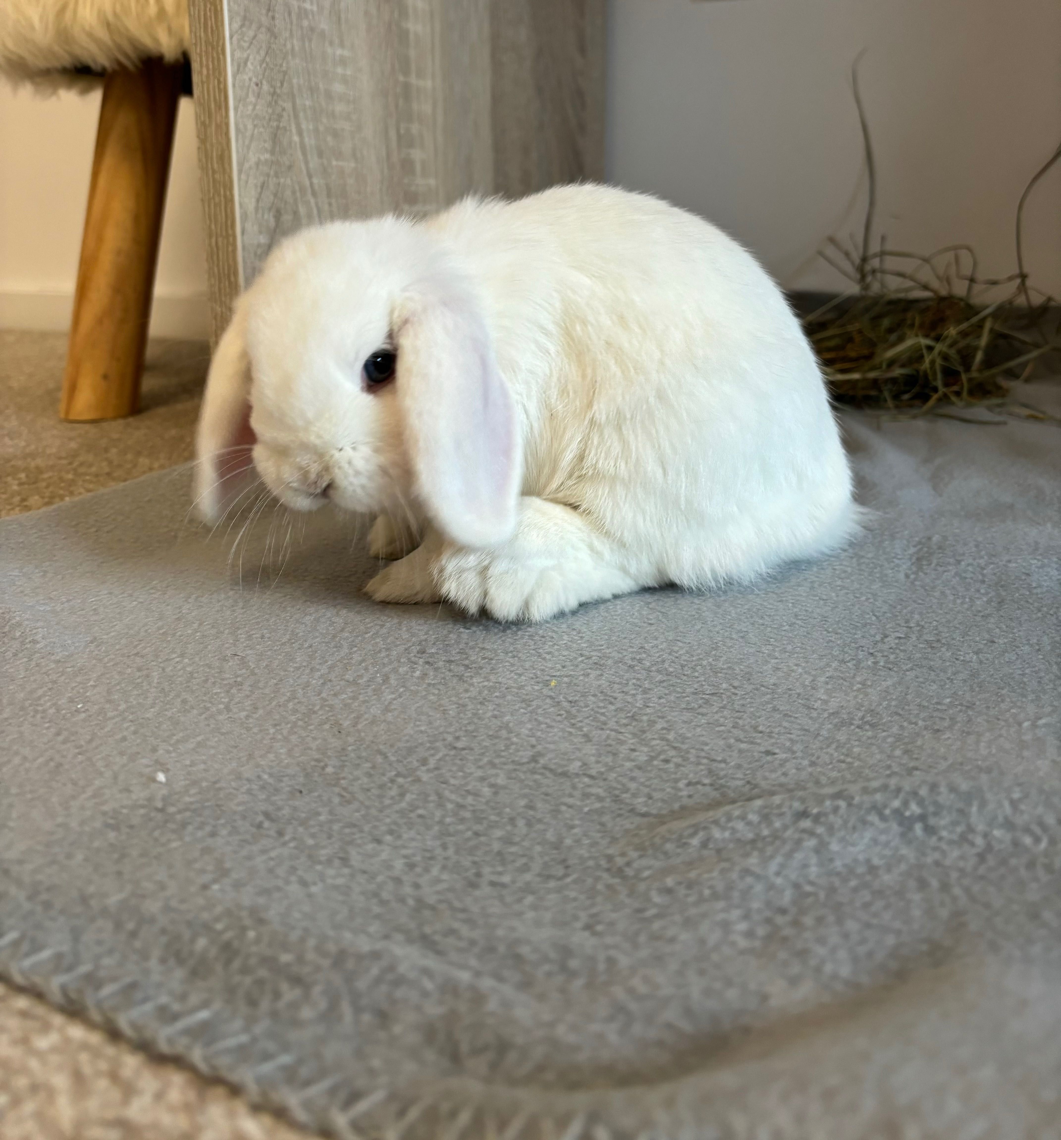 Królik mini lop biały