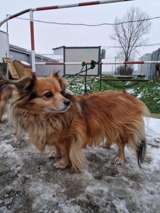 Miła, przyjacielska suczka SINDII szuka domku wraz z bratem DENISEM!