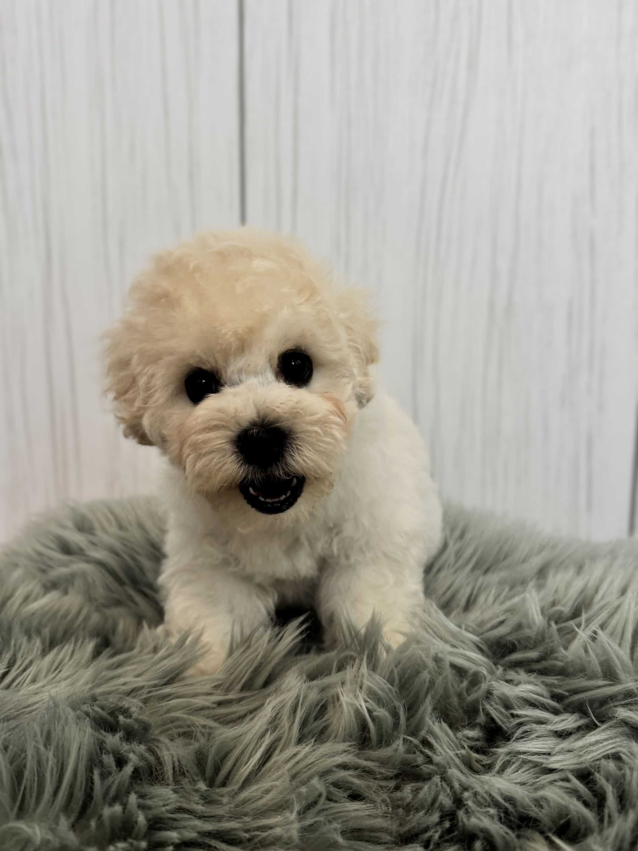 Bichon frise FCI do odbioru