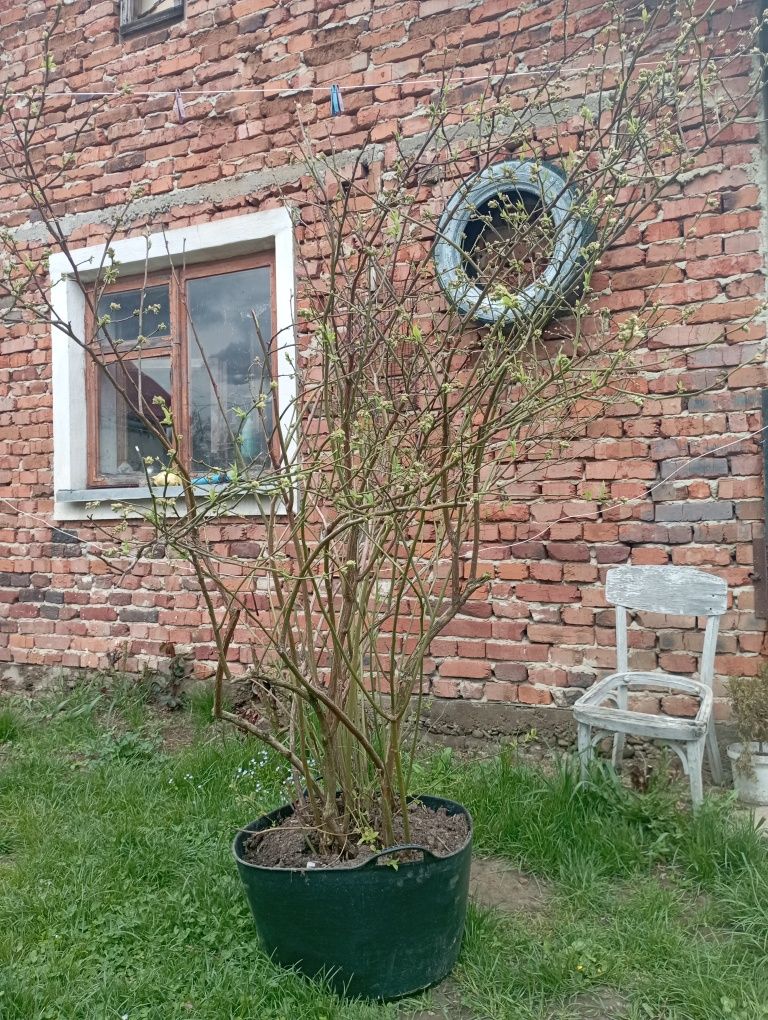 Саджанці лохини Блюкроп