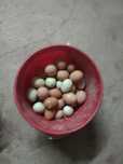 Vendo ovos caseiros