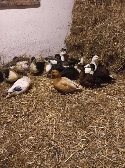 Kaczorki Call duck