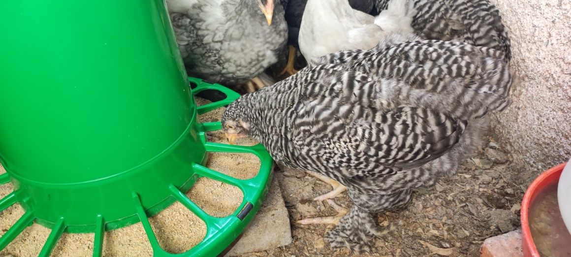Frango Brahma, e outras raças