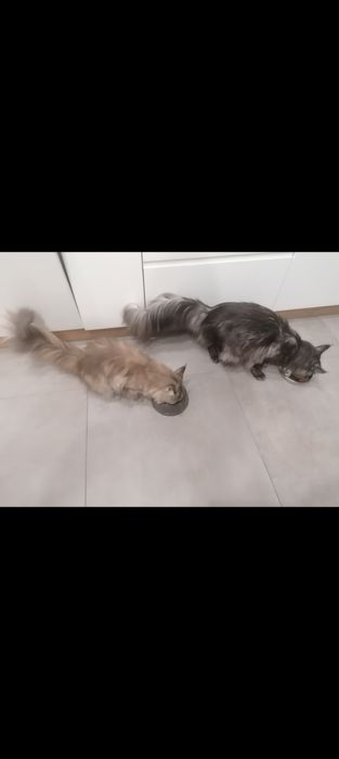 Kilan kocurek Maine coon