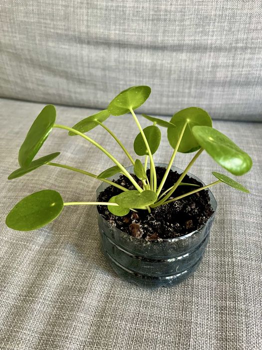 Pilea peperomioides (pieniążek)