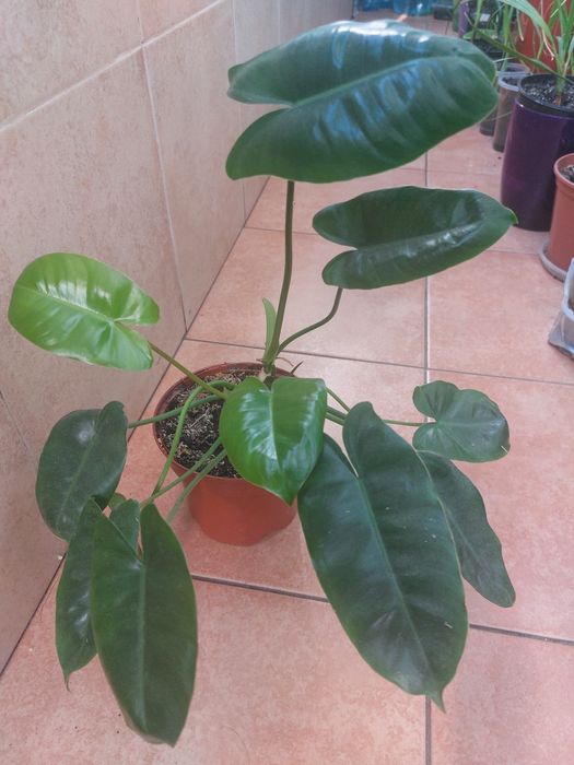 Рослина філадендрон "Бурлемакс "