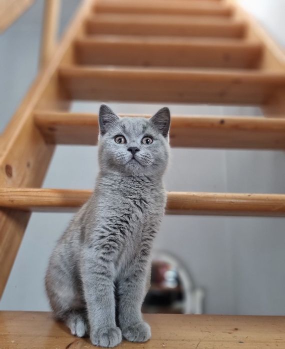 Kot brytyjski niebieski szylkret