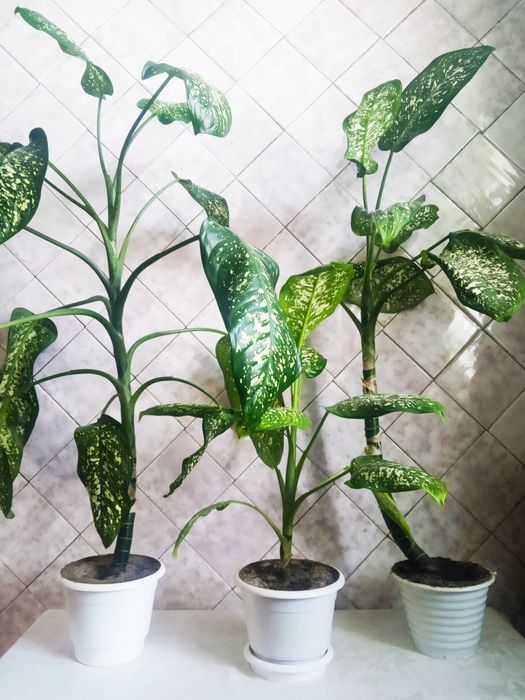 Диффенбахия недорого