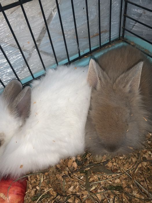 Продам декоративних кроликів