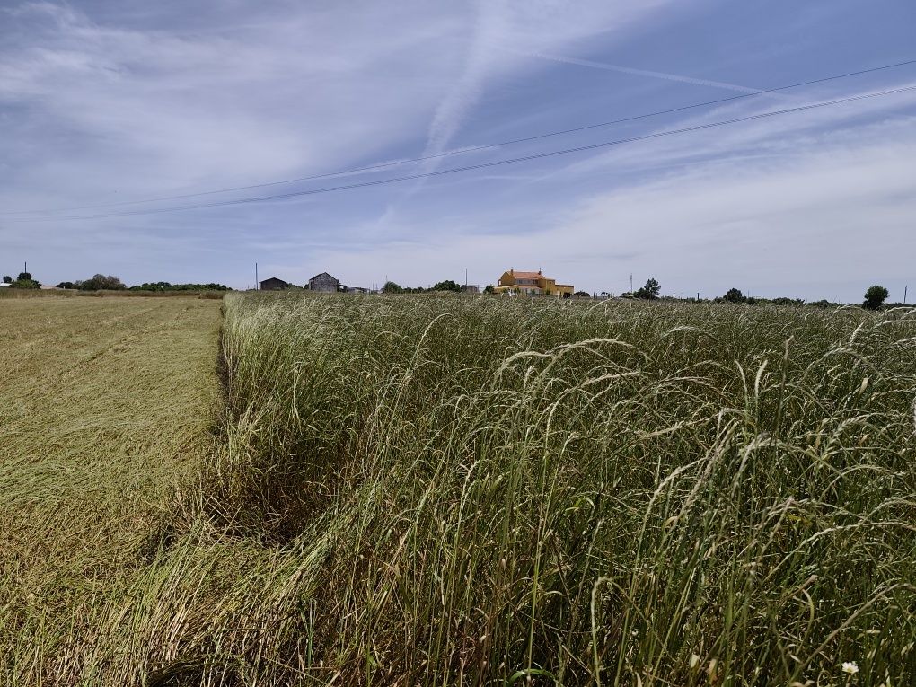 Feno | Hay - Seedmix and ryegrass