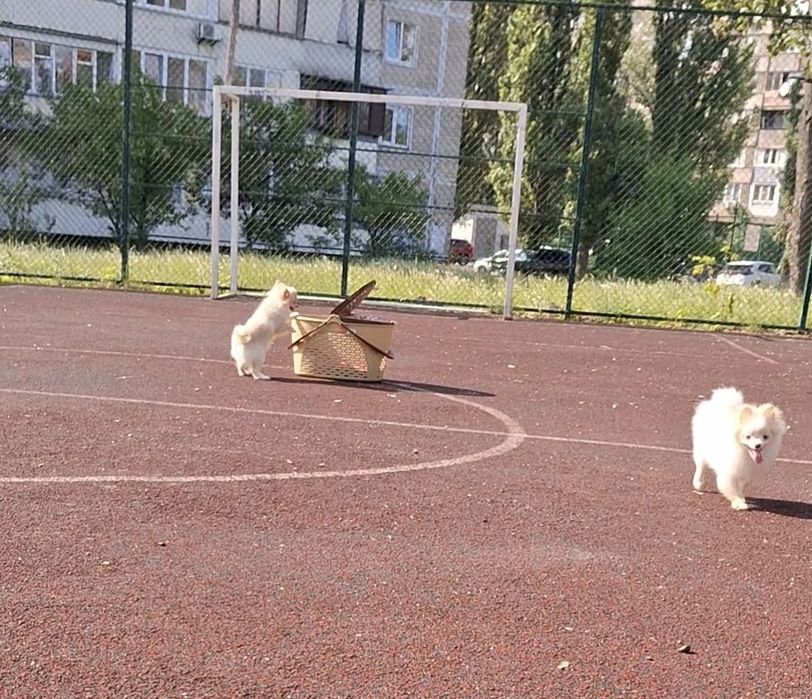 Мечтали о померашке? Супер-иини щенки ищут Семьи! Киев, КСУ. Доставка.