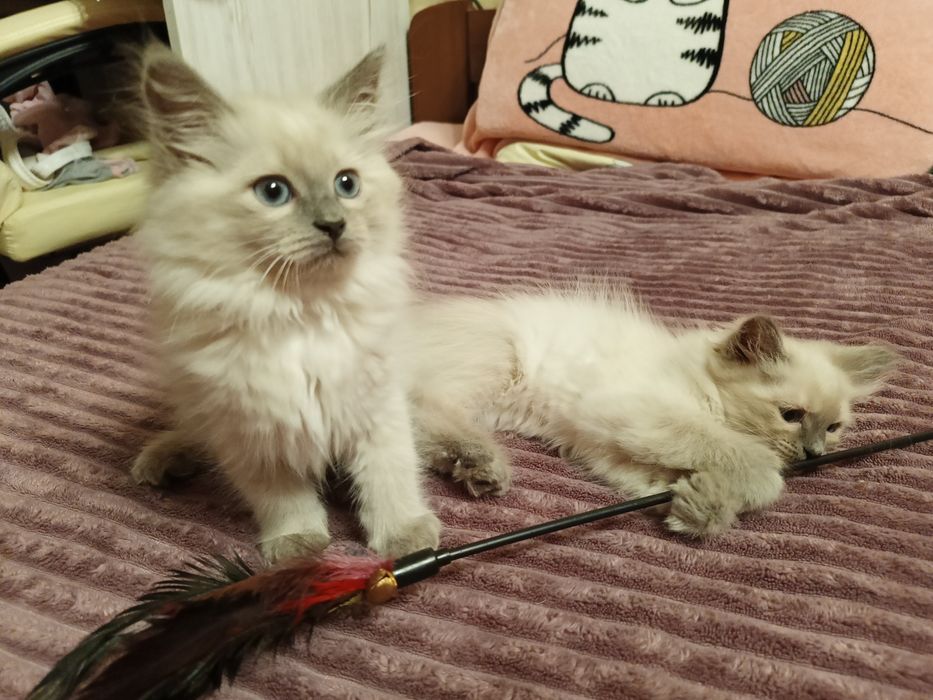 Котята Невские Маскарадные