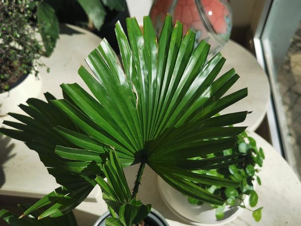 Palmeira livistonia chinensis com vaso