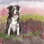 Karnet AC580 Pies Collie. Alex Clark