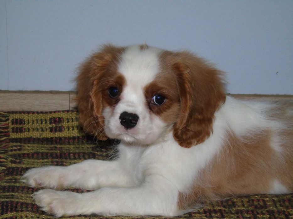 Cavalier king charles spaniel chłopiec